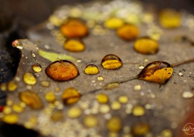 golden and yellow water drops on a beige leaf