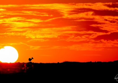 Shadow of an antelope facing a huge sun at sunrise in Kenya with an orange and red sky