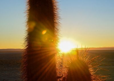 Cactus facing the rising sun, sunlights are getting through