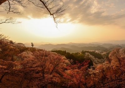 Panoramic view of Yoshinoyama valley, the valley of the cherry blossom trees, fully bloomed and at sunset