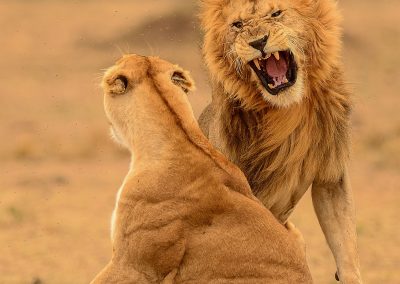 Lion and lioness fighthing after mating