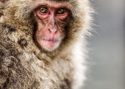 portrait of a young and fluffy snow monkey
