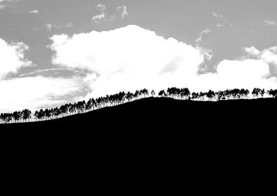 Black and white picture of the silhouette of a line of trees on top of a hill across the whole line