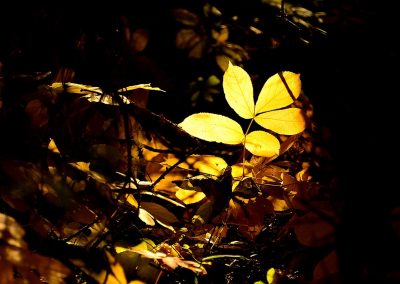 yellow plant in dark woods highlighted by a ray of sunshine