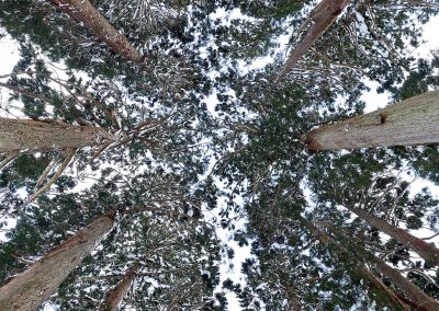 top of high cedars trees covered with snow and viewed from bottom