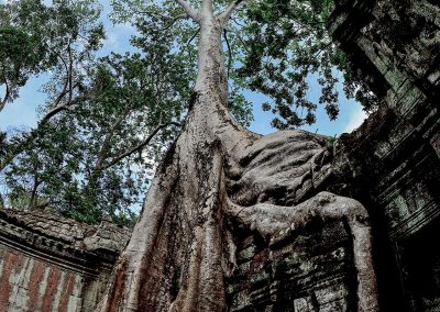 tree with very thin and long roots growing on top of the walls of a temple in the jungle