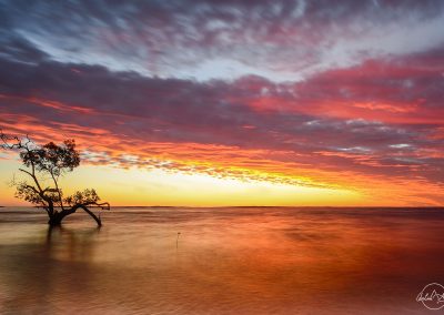Sea with a lonely tree in the water on a red and orange sunset on Fraser island