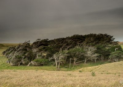 Trees molded by the sand and winds into twisted forms in Slope Point
