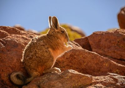 Viscacha eating beans on a rock