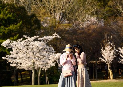 2 young ladies in Japan in dresses watching their phones in a park with cherry blossom