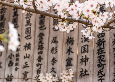 Japanese prayer board with sakura in the foreground