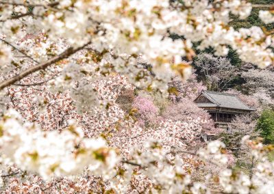 Wooden house hidden behind pink sakura in full bloom