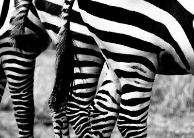 Bottoms of three zebras standing next to each other; in black and white