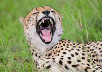 Close up of a cheetah yawning
