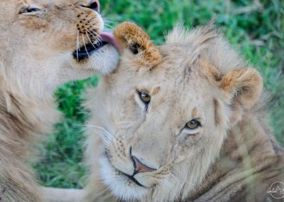 Young lion licking the ear of another one which seems to smile