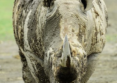 Rhinoceros facing the camera, head down, half body covered by mud