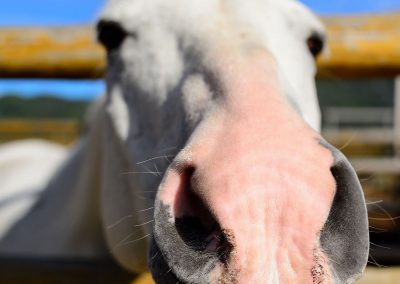 Close-up of the nose of a white horse