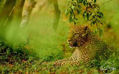 On the hunt trail of a beautiful leopard