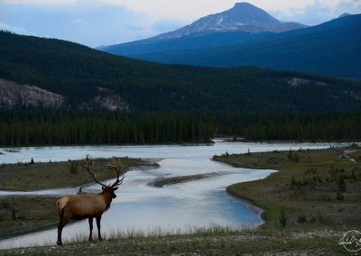 Moose facing a large and long lake with one high mountain in the background