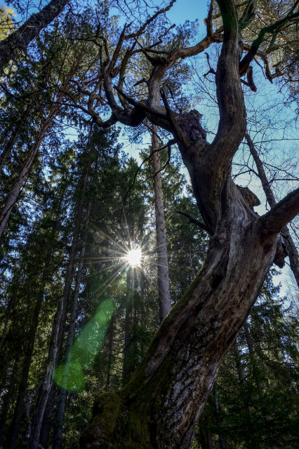Sunburst effect in the forest with large green flare effect in the foreground