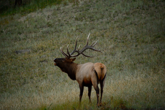Elk roaring at end of day