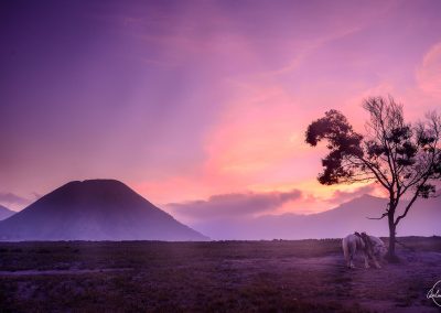 White horse resting behind a thin tree with purple sunset and volcano in background