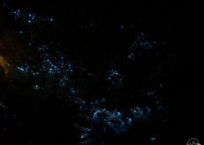 Thousands of glowing worms in the dark