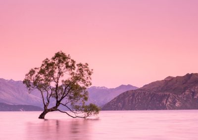 Think tree alone in the middle of a lake with pink sky and water