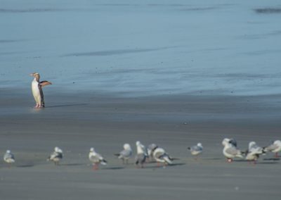 Yellow eyed penguin standing on a beach wings wide open with a row of gulls in the foreground